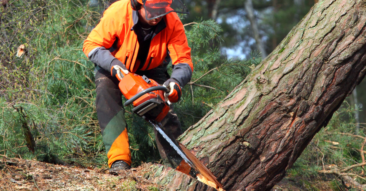 logger cutting down a tree close up