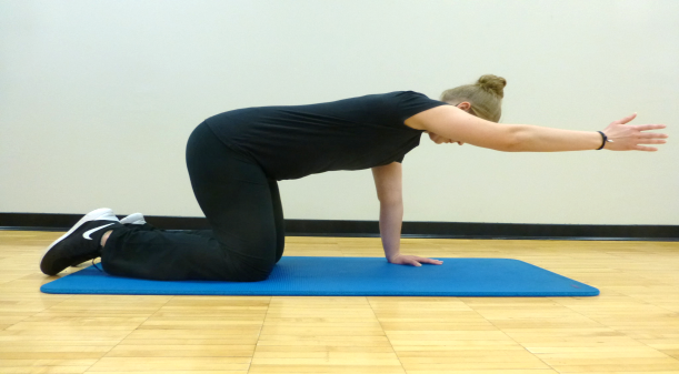 Abdominal & Core 19 bird dog exercise